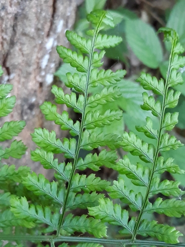 Dryopteris dilatata