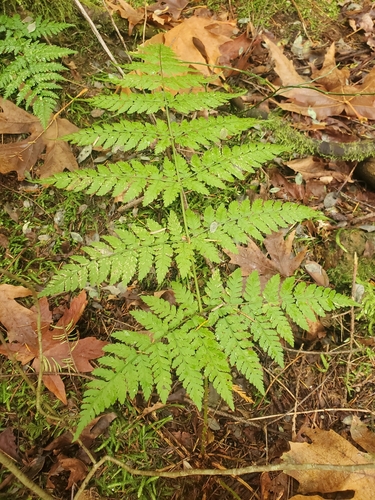 Dryopteris expansa
