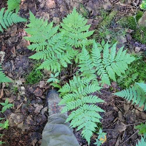 Dryopteris expansa