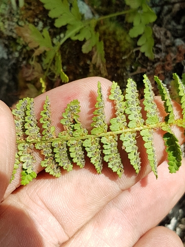 Dryopteris fragrans