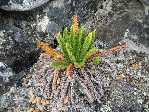 Dryopteris fragrans