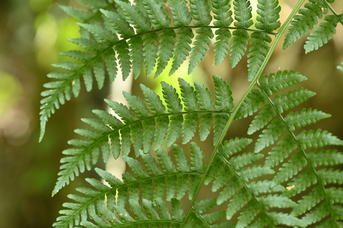 Dryopteris marginata
