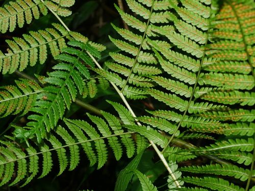 Dryopteris marginata