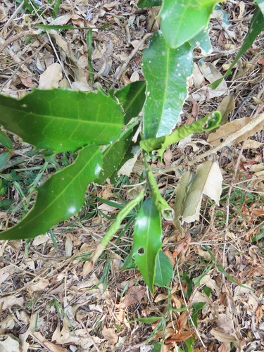 Drypetes natalensis