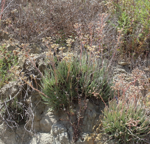 Dudleya edulis