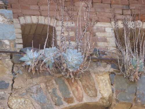 Dudleya pulverulenta