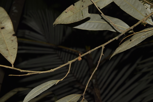 Duguetia odorata