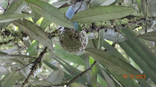 Duguetia odorata