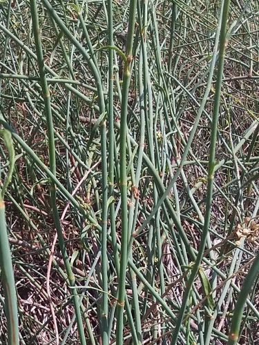 Duma florulenta