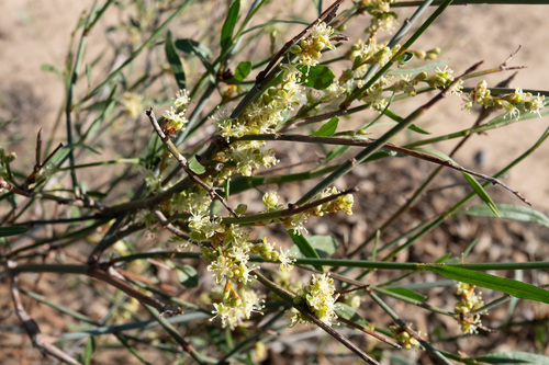 Duma florulenta
