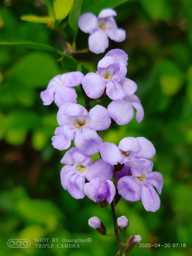 Duranta erecta