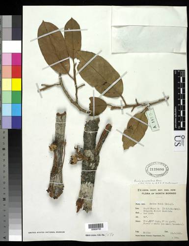 Durio graveolens
