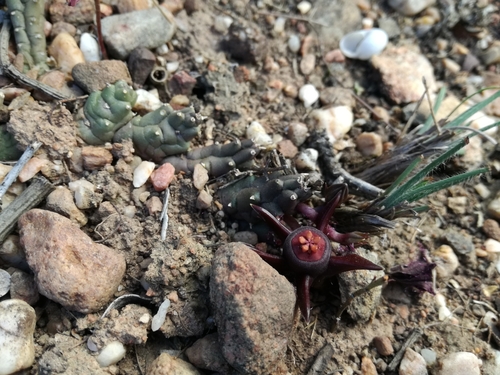 Duvalia caespitosa