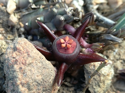 Duvalia caespitosa