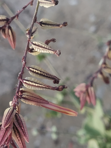 Dyerophytum indicum