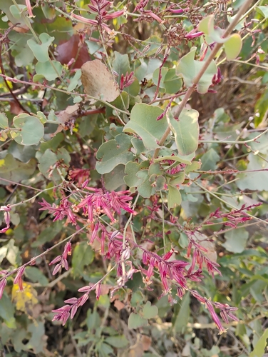 Dyerophytum indicum
