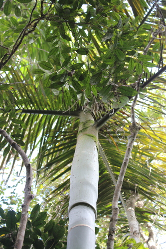 Dypsis baronii