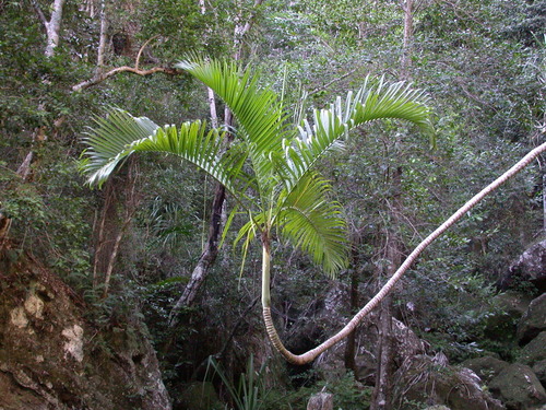 Dypsis baronii
