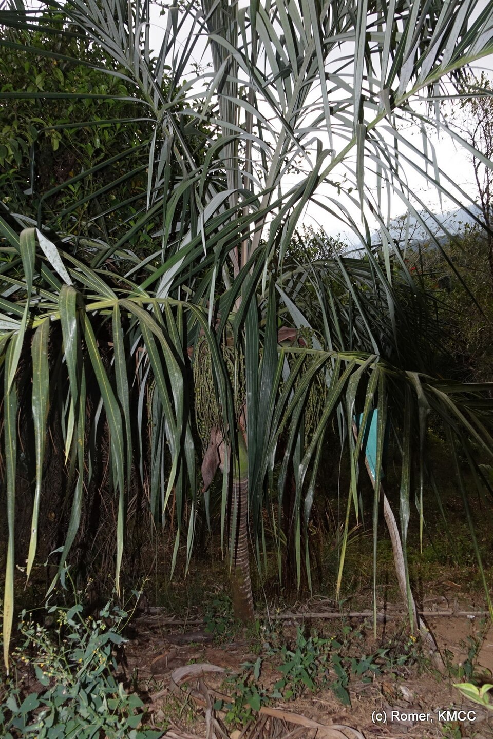 Dypsis basilonga