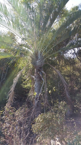 Dypsis decaryi