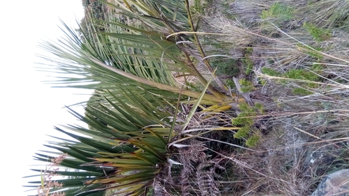 Dypsis decipiens