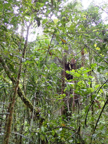 Dypsis utilis