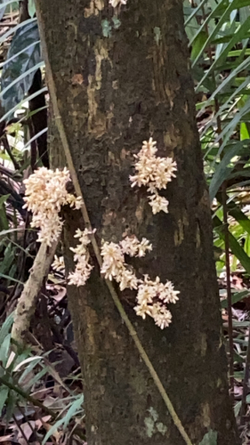 Dysoxylum cauliflorum