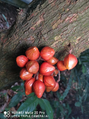 Dysoxylum cauliflorum