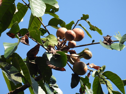 Dysoxylum excelsum