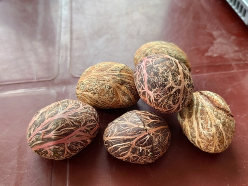 Dysoxylum excelsum