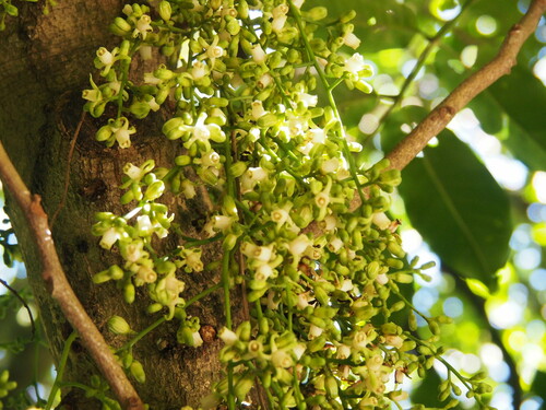 Dysoxylum spectabile