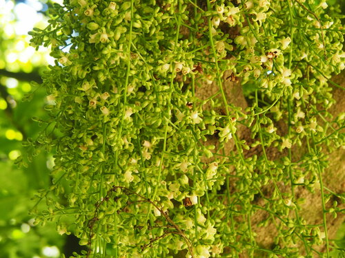 Dysoxylum spectabile