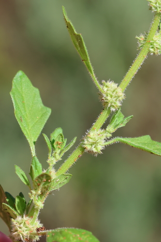 Dysphania cristata
