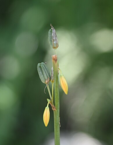 Echeandia paniculata
