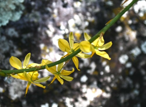 Echeandia paniculata