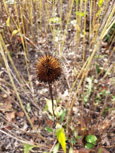 Echinacea purpurea