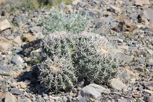 Echinocactus polycephalus