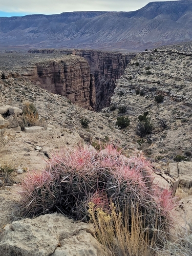Echinocactus polycephalus