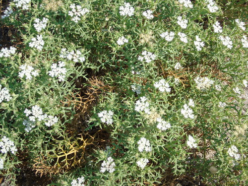 Echinophora spinosa