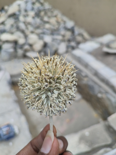 Echinops cornigerus