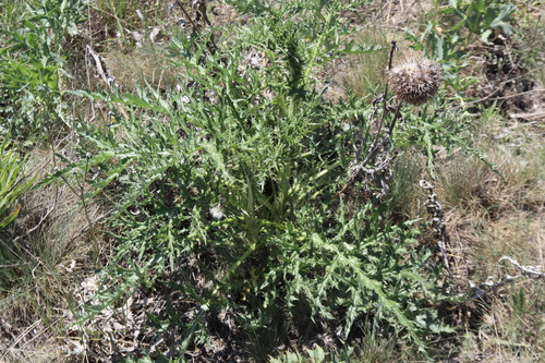 Echinops pungens