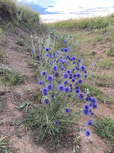 Echinops ritro
