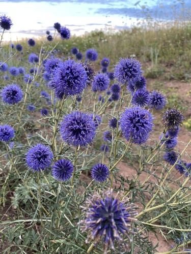 Echinops ritro