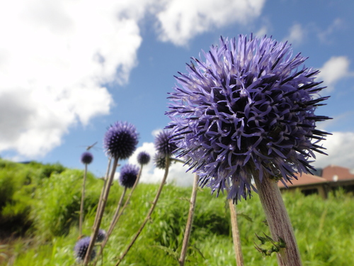 Echinops setifer