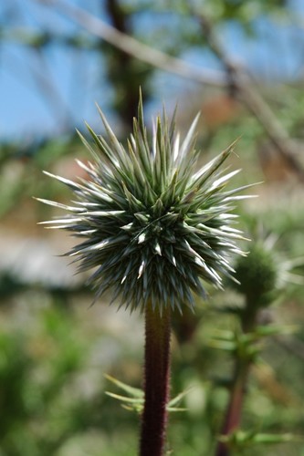 Echinops viscosus subsp. bithynicus