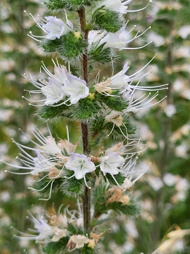 Echium italicum
