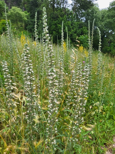 Echium italicum