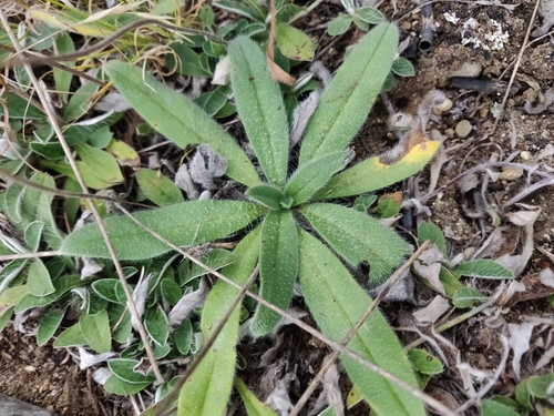 Echium vulgare