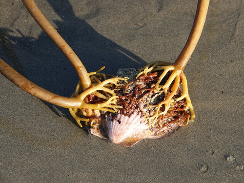 Ecklonia radiata