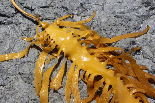 Ecklonia radiata